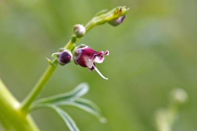 Fotografia da espécie Scrophularia canina subesp. canina