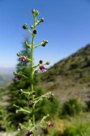 Fotografia da espécie Scrophularia canina subesp. canina