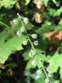 Fotografia da espécie Circaea lutetiana subesp. lutetiana