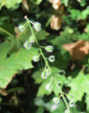 Fotografia 5 da espécie Circaea lutetiana subesp. lutetiana no Jardim Botânico UTAD