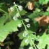 Fotografia 5 da espécie Circaea lutetiana subesp. lutetiana do Jardim Botânico UTAD