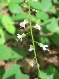 Fotografia da espécie Circaea lutetiana subesp. lutetiana