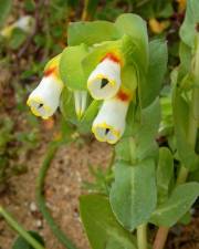 Fotografia da espécie Cerinthe gymnandra