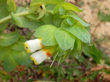 Fotografia da espécie Cerinthe gymnandra subesp. gymnandra