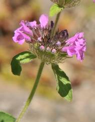 Satureja vulgaris subesp. vulgaris