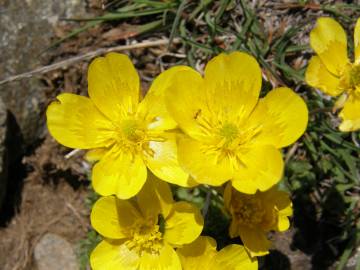 Fotografia da espécie Ranunculus ollissiponensis subesp. ollissiponensis