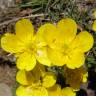 Fotografia 1 da espécie Ranunculus ollissiponensis subesp. ollissiponensis do Jardim Botânico UTAD