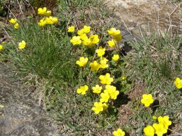 Fotografia da espécie Ranunculus ollissiponensis subesp. ollissiponensis