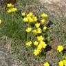 Fotografia 5 da espécie Ranunculus ollissiponensis subesp. ollissiponensis do Jardim Botânico UTAD