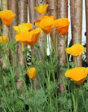 Fotografia 4 da espécie Eschscholzia californica subesp. californica no Jardim Botânico UTAD