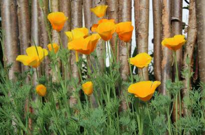 Fotografia da espécie Eschscholzia californica subesp. californica