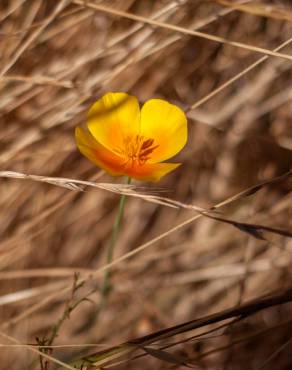 Fotografia 5 da espécie Eschscholzia californica subesp. californica no Jardim Botânico UTAD