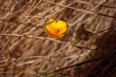 Fotografia da espécie Eschscholzia californica subesp. californica