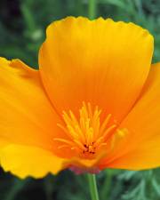 Fotografia da espécie Eschscholzia californica