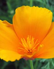 Eschscholzia californica subesp. californica