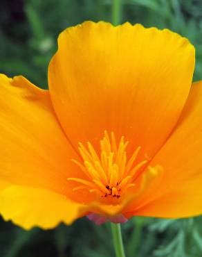 Fotografia 1 da espécie Eschscholzia californica subesp. californica no Jardim Botânico UTAD