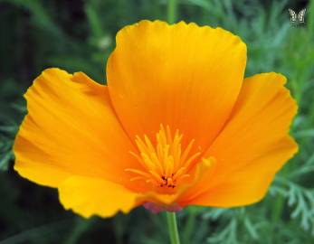 Fotografia da espécie Eschscholzia californica subesp. californica