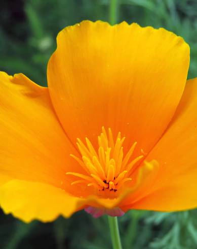 Fotografia de capa Eschscholzia californica subesp. californica - do Jardim Botânico