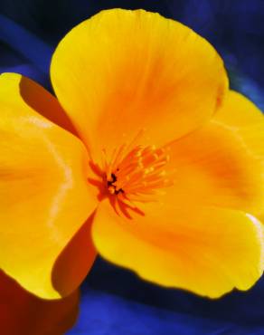 Fotografia 7 da espécie Eschscholzia californica subesp. californica no Jardim Botânico UTAD