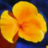 Fotografia 7 da espécie Eschscholzia californica subesp. californica do Jardim Botânico UTAD