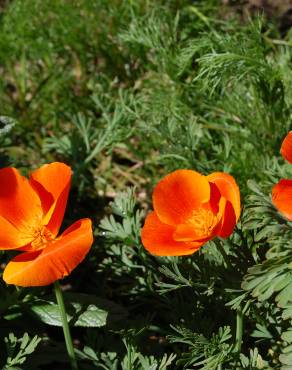 Fotografia 8 da espécie Eschscholzia californica subesp. californica no Jardim Botânico UTAD