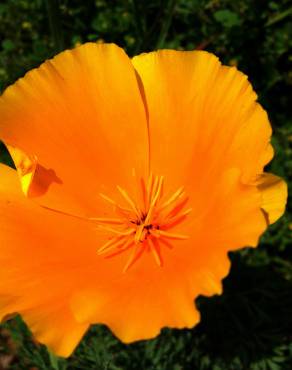 Fotografia 9 da espécie Eschscholzia californica subesp. californica no Jardim Botânico UTAD