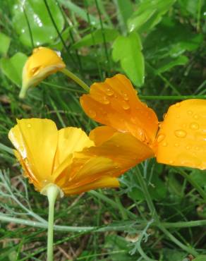 Fotografia 10 da espécie Eschscholzia californica subesp. californica no Jardim Botânico UTAD