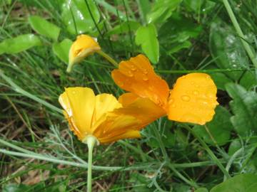 Fotografia da espécie Eschscholzia californica subesp. californica