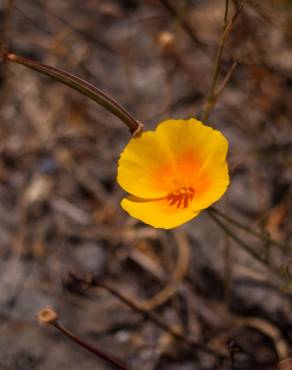 Fotografia 11 da espécie Eschscholzia californica subesp. californica no Jardim Botânico UTAD