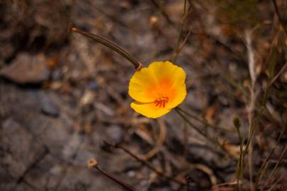 Fotografia da espécie Eschscholzia californica subesp. californica