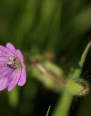 Fotografia 6 da espécie Geranium molle subesp. molle no Jardim Botânico UTAD