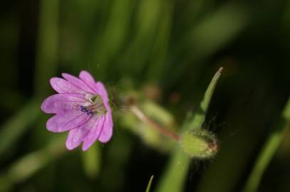 Fotografia da espécie Geranium molle subesp. molle