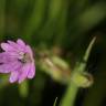 Fotografia 6 da espécie Geranium molle subesp. molle do Jardim Botânico UTAD