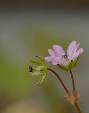 Fotografia 7 da espécie Geranium molle subesp. molle no Jardim Botânico UTAD