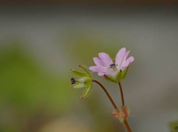 Fotografia da espécie Geranium molle subesp. molle