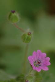 Fotografia da espécie Geranium molle subesp. molle