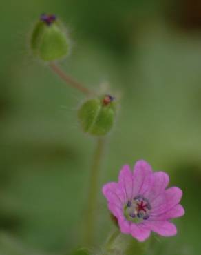 Fotografia 8 da espécie Geranium molle subesp. molle no Jardim Botânico UTAD