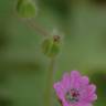 Fotografia 8 da espécie Geranium molle subesp. molle do Jardim Botânico UTAD