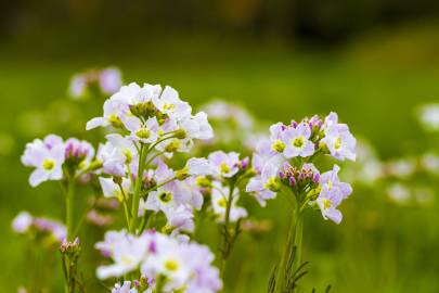 Fotografia da espécie Cardamine pratensis subesp. pratensis