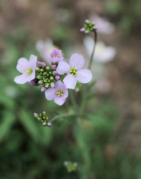 Fotografia 6 da espécie Cardamine pratensis subesp. pratensis no Jardim Botânico UTAD