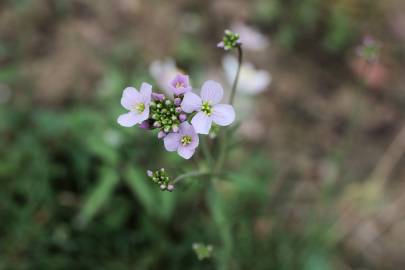 Fotografia da espécie Cardamine pratensis subesp. pratensis