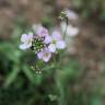 Fotografia 6 da espécie Cardamine pratensis subesp. pratensis do Jardim Botânico UTAD