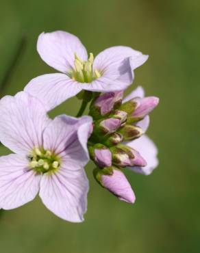 Fotografia 7 da espécie Cardamine pratensis subesp. pratensis no Jardim Botânico UTAD