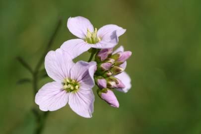 Fotografia da espécie Cardamine pratensis subesp. pratensis