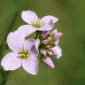 Fotografia 7 da espécie Cardamine pratensis subesp. pratensis do Jardim Botânico UTAD