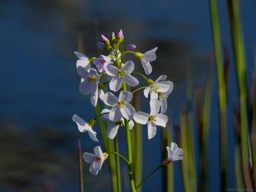 Fotografia da espécie Cardamine pratensis subesp. pratensis