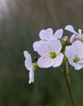 Fotografia 9 da espécie Cardamine pratensis subesp. pratensis no Jardim Botânico UTAD