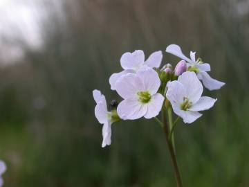 Fotografia da espécie Cardamine pratensis subesp. pratensis