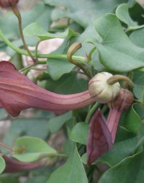 Fotografia 6 da espécie Aristolochia baetica no Jardim Botânico UTAD