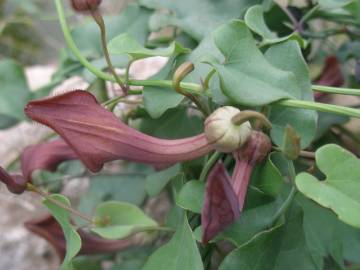 Fotografia da espécie Aristolochia baetica